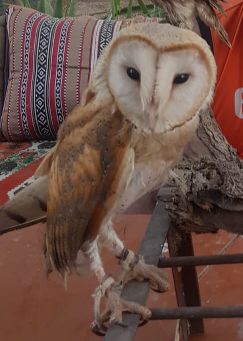 Barn Owl